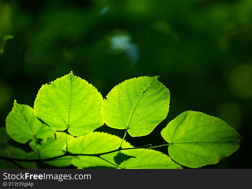 Green leaves background in sunny day