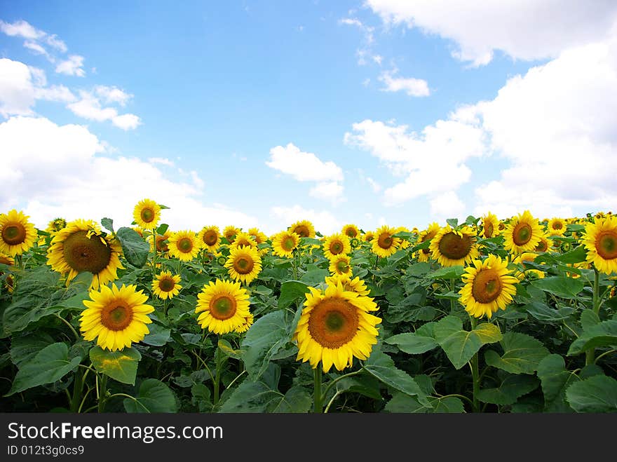 Sunflower field over cloudy blue sky