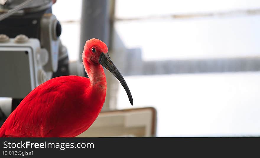 Red Ibis