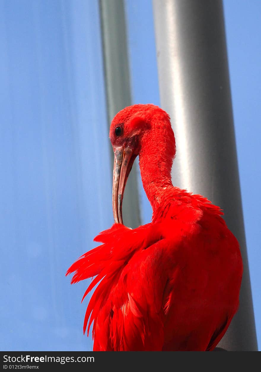 Red ibis