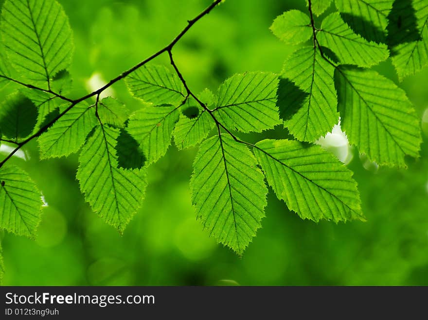 Green leaves background in sunny day