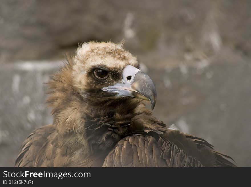 This bird of prey live in Moscow zoolgical garden