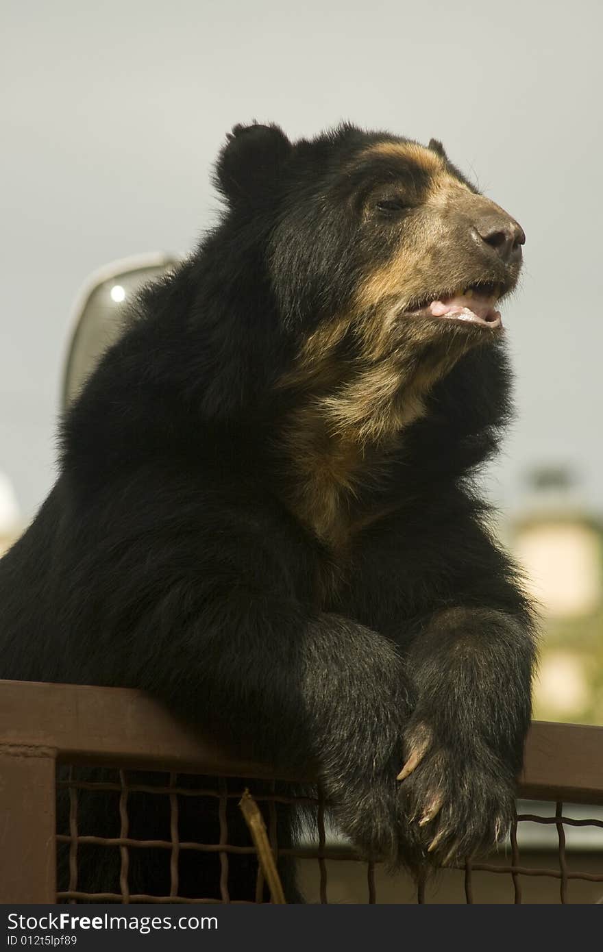 This bear is an inhabitant of Moscow zoological garden. This bear is an inhabitant of Moscow zoological garden