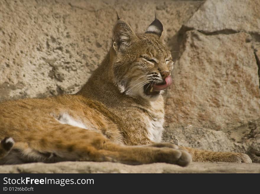 This is an inhabitant of Moscow zoological garden. This is an inhabitant of Moscow zoological garden