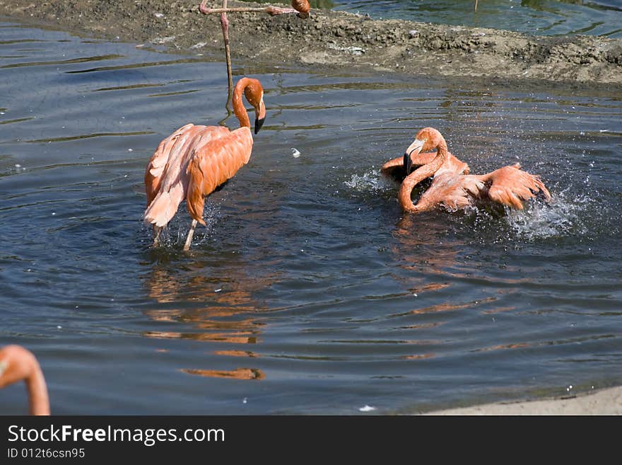 Flamingo Have A Bath