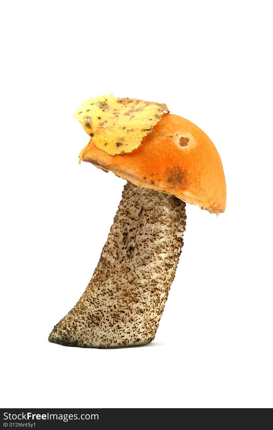 Orange-cap boletus