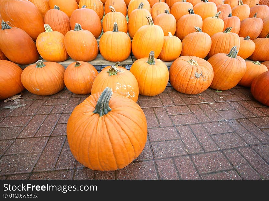 Rows of pumpkins. Autumn