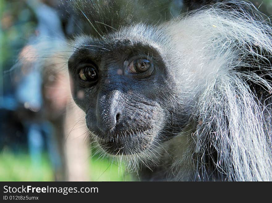 CLOSE-UP OF A MONKEY