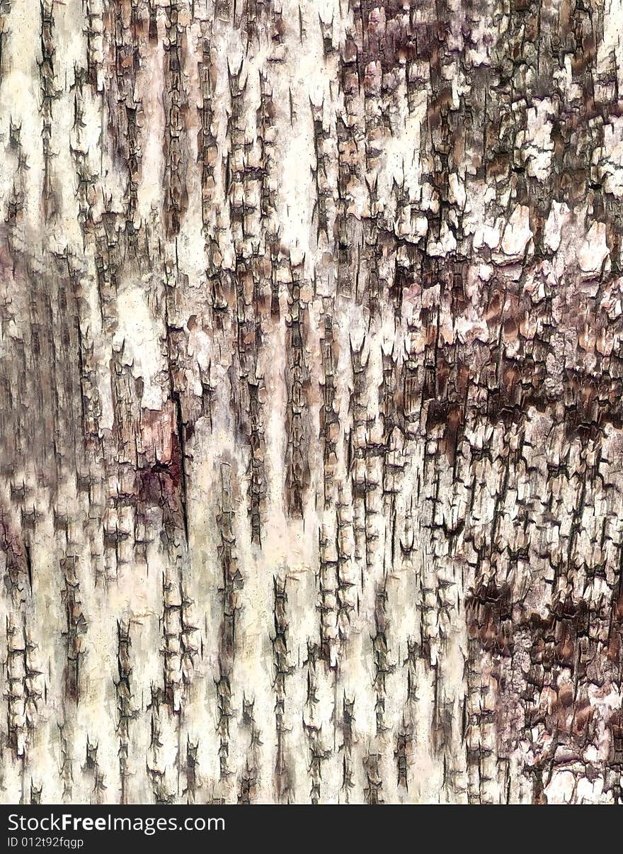 Close-up bark of birch texture