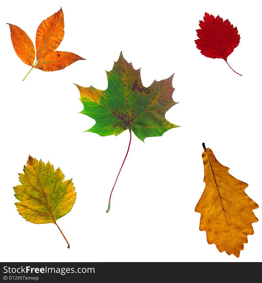 Full-size composite of various autumn leaves