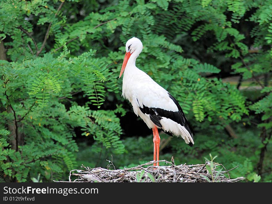 White stork on the nest