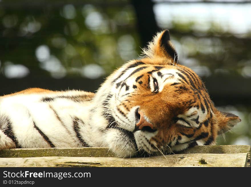 Photo of a tiger - close up