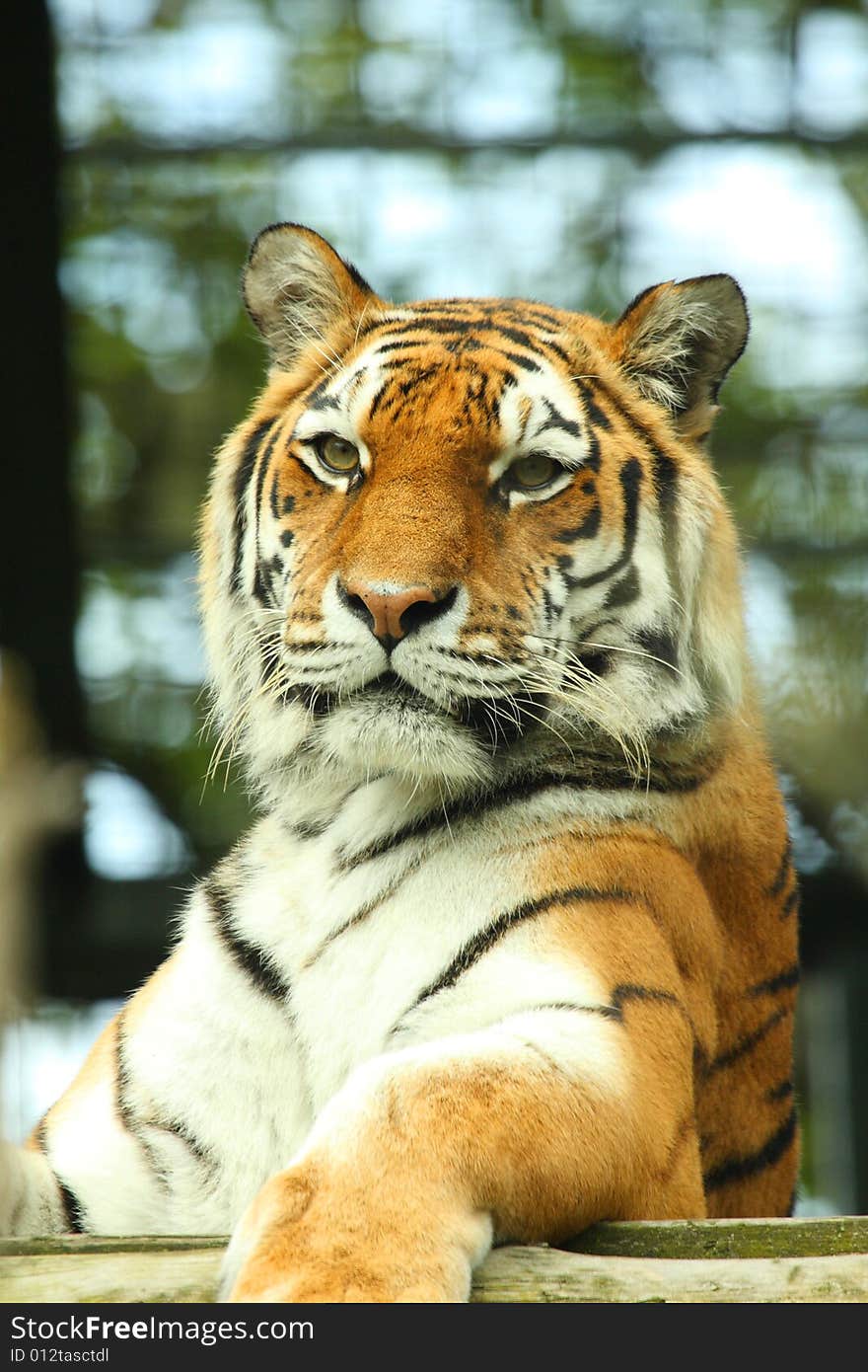 Photo of a tiger - close up