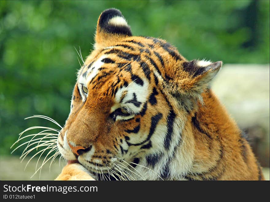 Photo of a tiger - close up