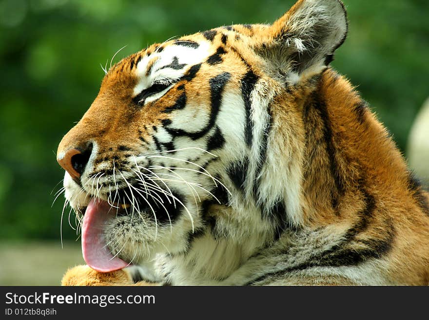 Photo of a tiger - close up