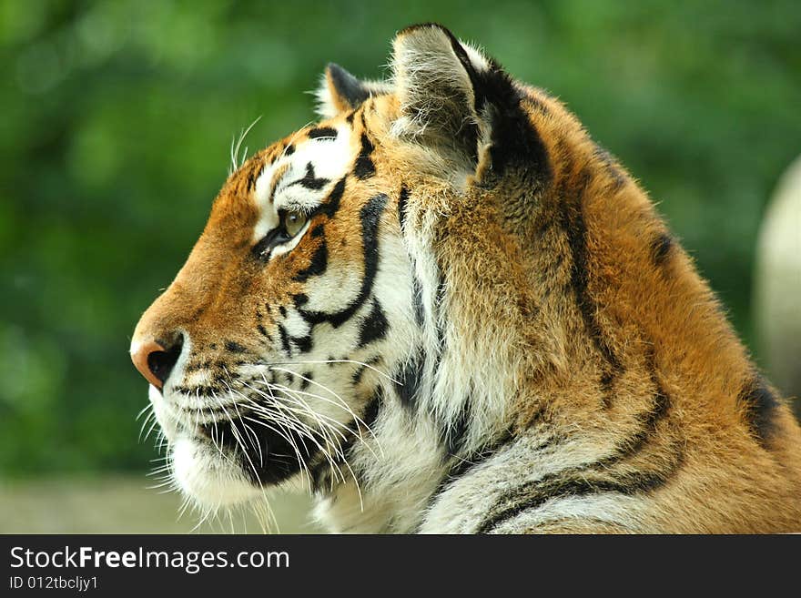 Photo of a tiger - close up