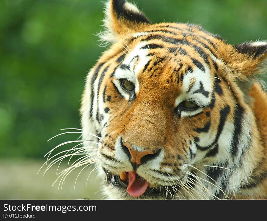 Photo of a tiger - close up