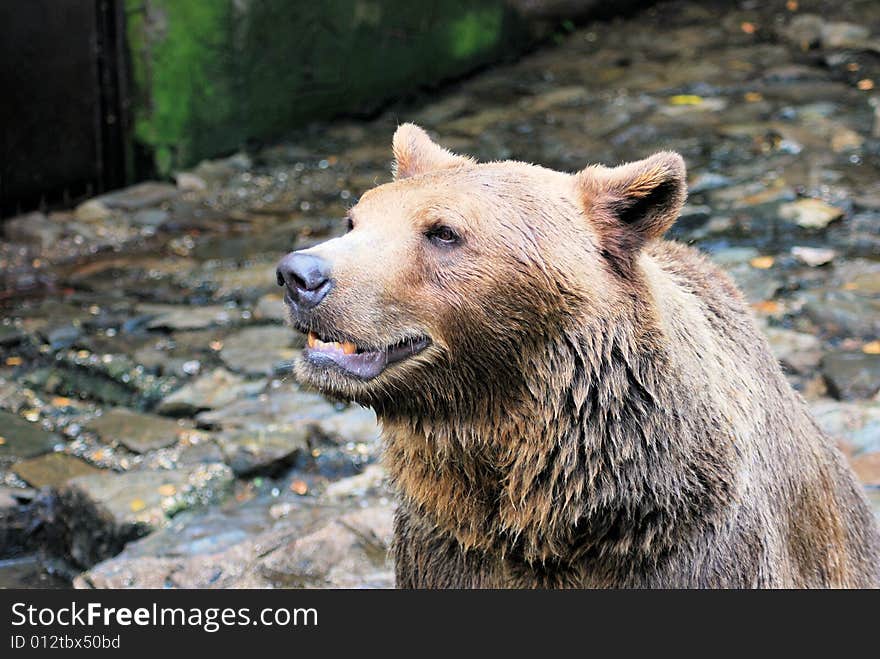 The bear sitting and waiting for food.