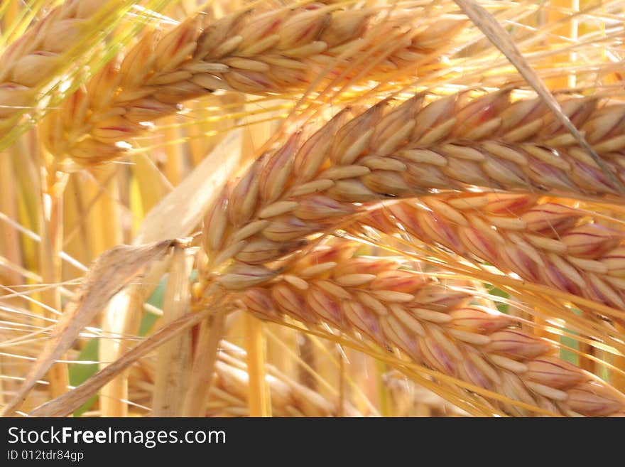 Wheat field