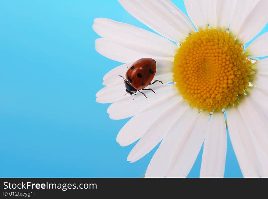 Ladybird  on daisy on blue background