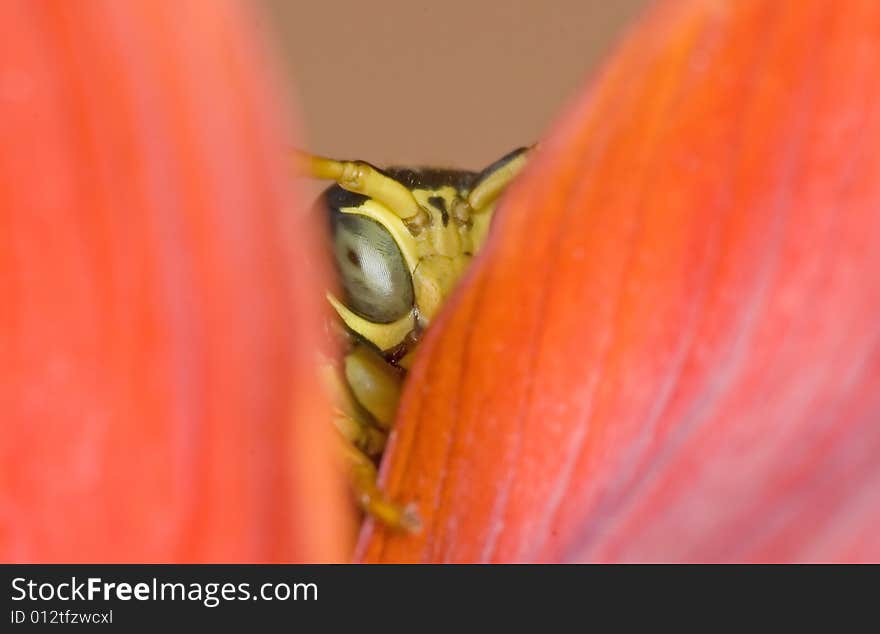 A detail of a tiny wasp hiding in the leaves of a flower