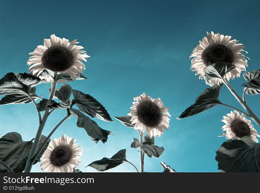 Sunflower fantastic background on dark. Sunflower fantastic background on dark