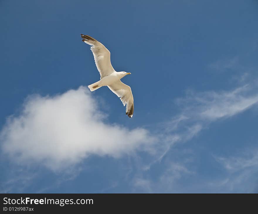 Gull in the sky