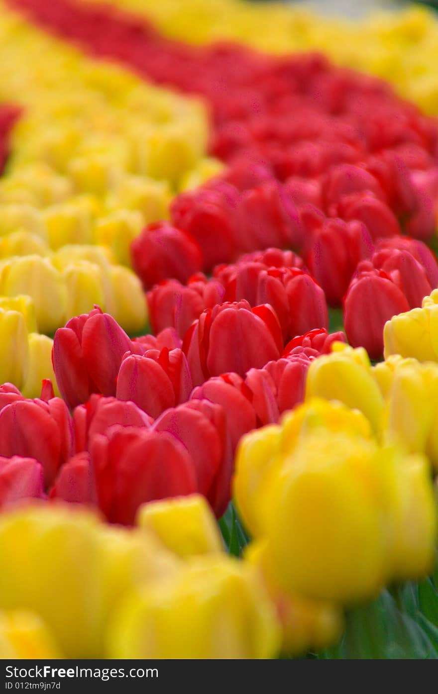 Tulips field in Kokenhuf Netherland