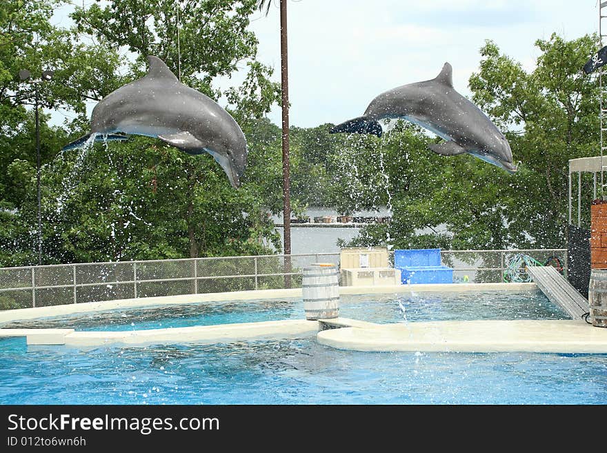 Two dolphins jumping through the air at a show