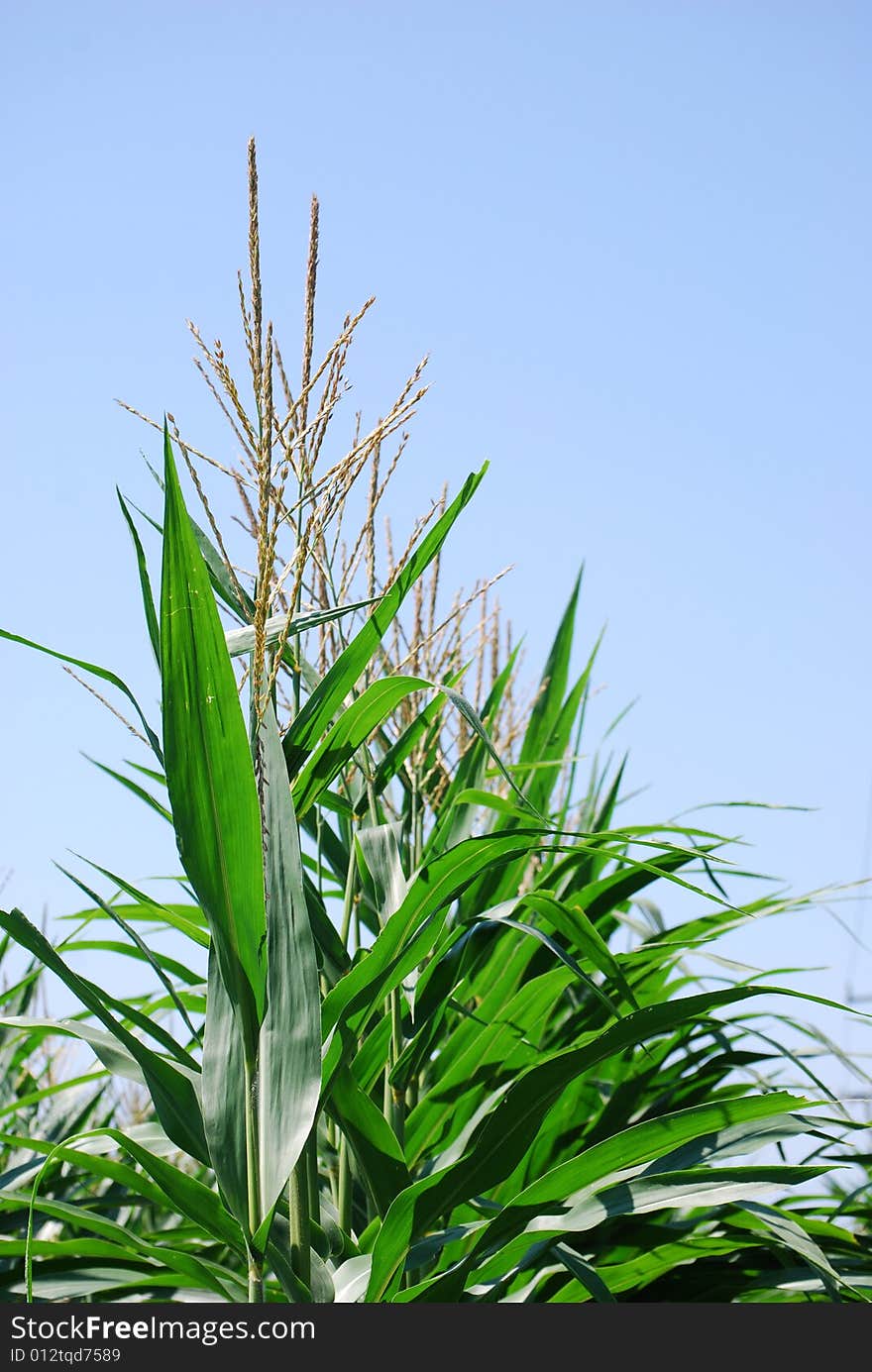 Field of farm corn stalks. Field of farm corn stalks