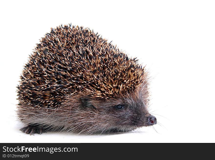 Photo of hedgehog on white background