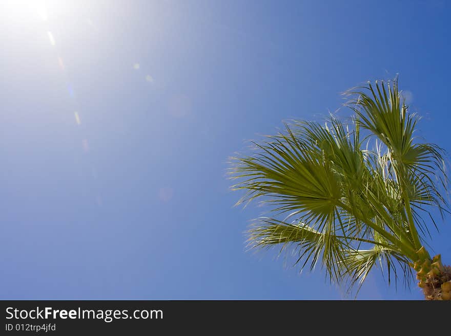 Palm branches against the blue sky. Palm branches against the blue sky