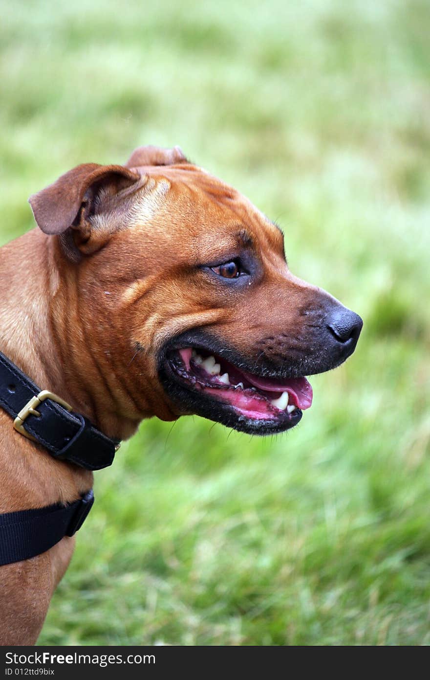 Staffordshire Bull Terrier