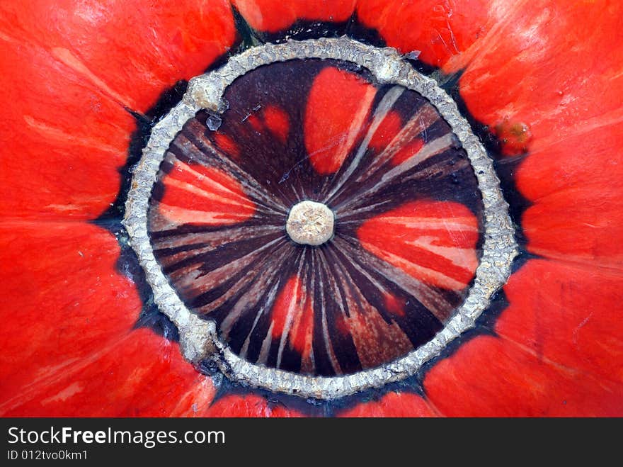 Bottom of a red  pumpkin on white background. Bottom of a red  pumpkin on white background.