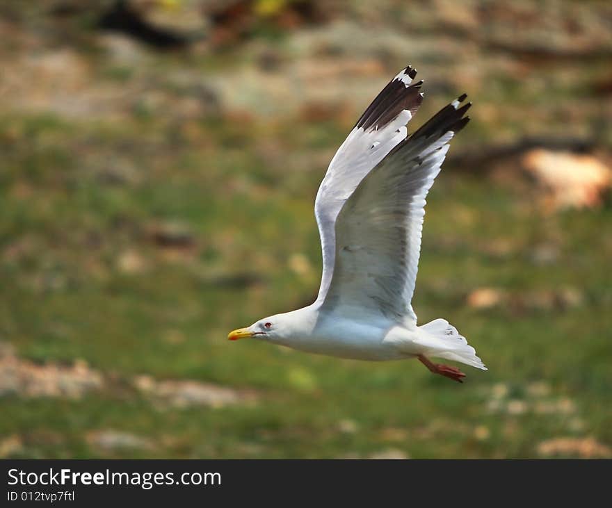 Bird in flight over the ground. Bird in flight over the ground