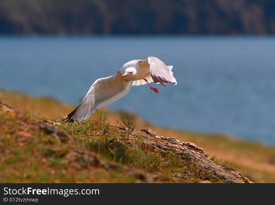 Bird in flight over the ground. Bird in flight over the ground