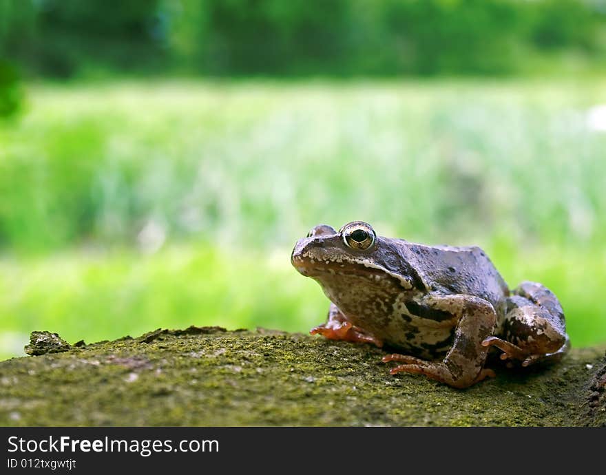 Frog in nature outdoor with on green background. Frog in nature outdoor with on green background