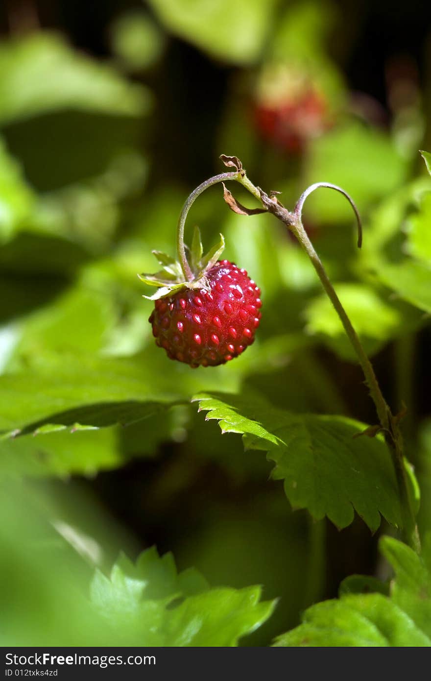 Red strawberry in green garden. Summer time.