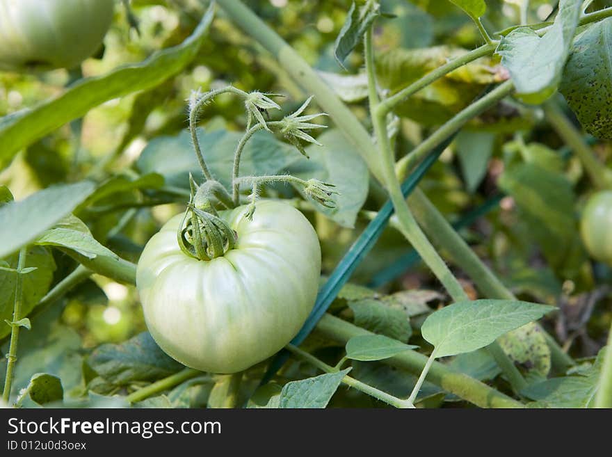 Plump Green Tomato