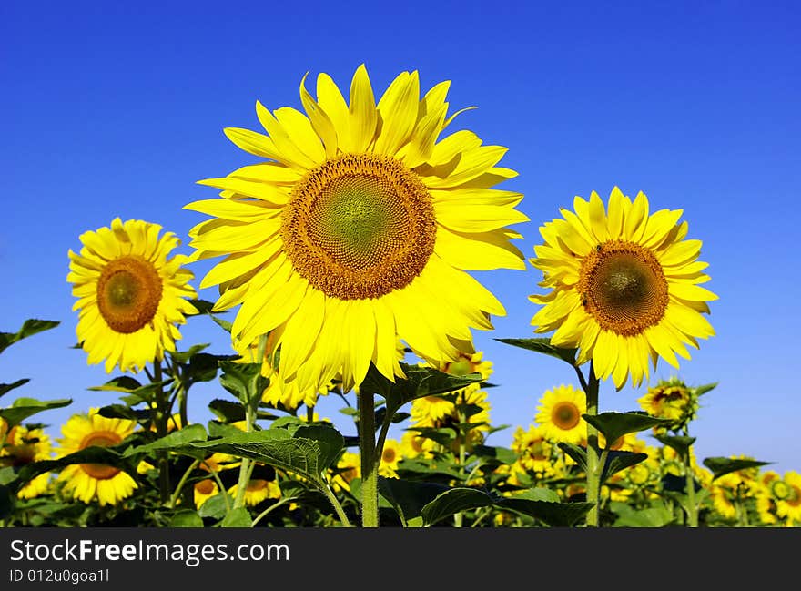 Field of flowers of sunflowers