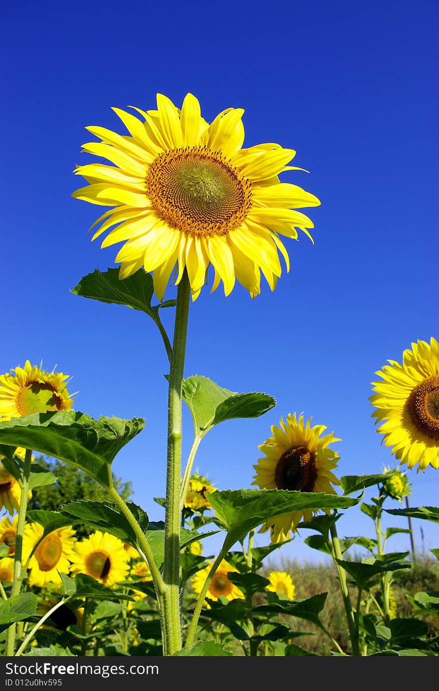 Field of flowers of sunflowers