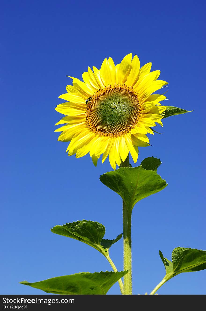 Field of flowers of sunflowers