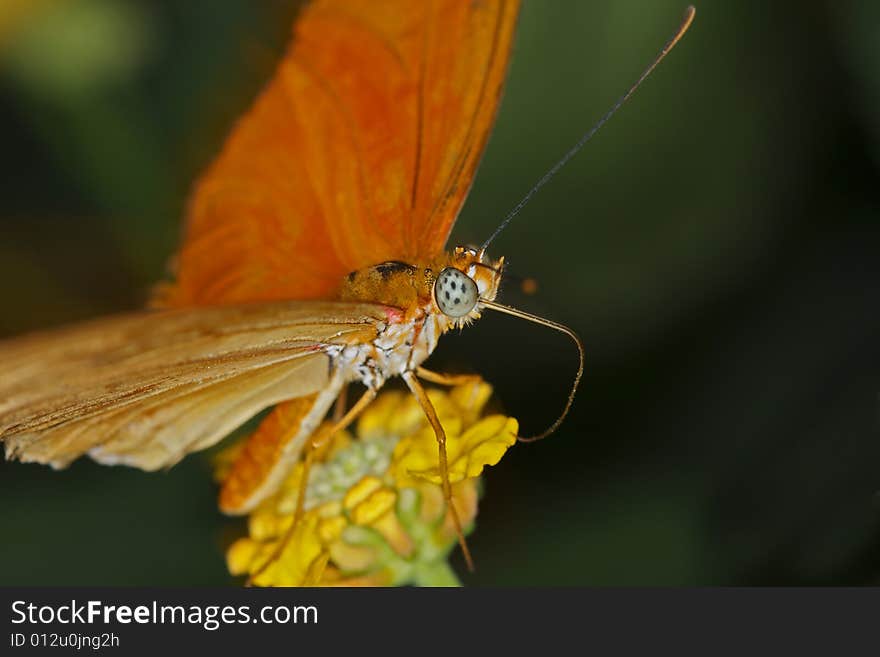 Julia butterfly