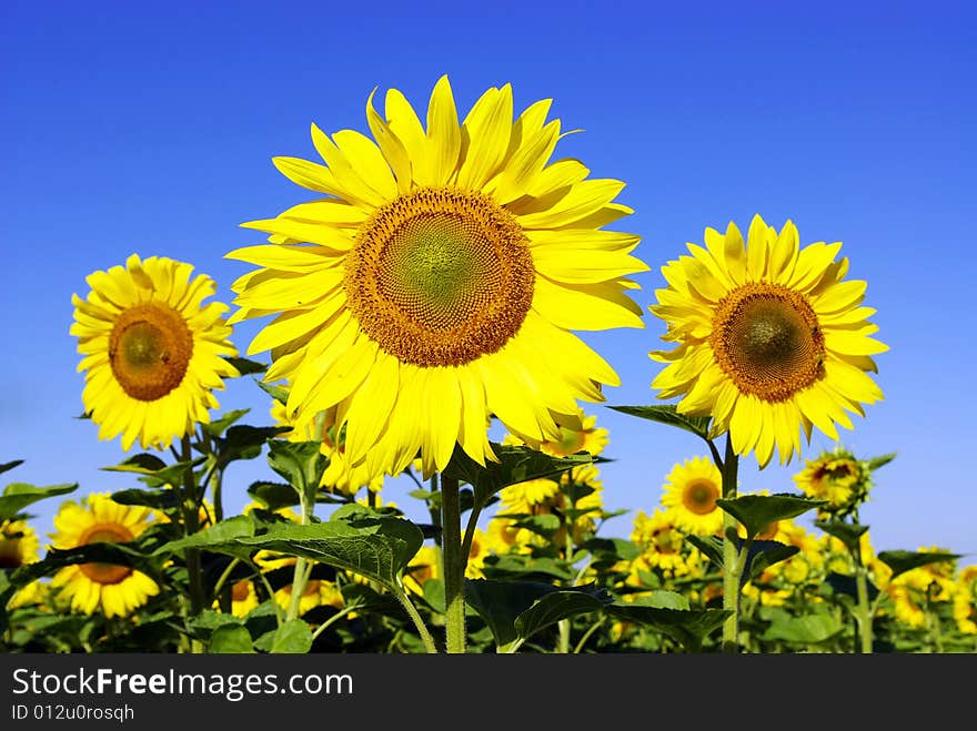 Field of flowers of sunflowers