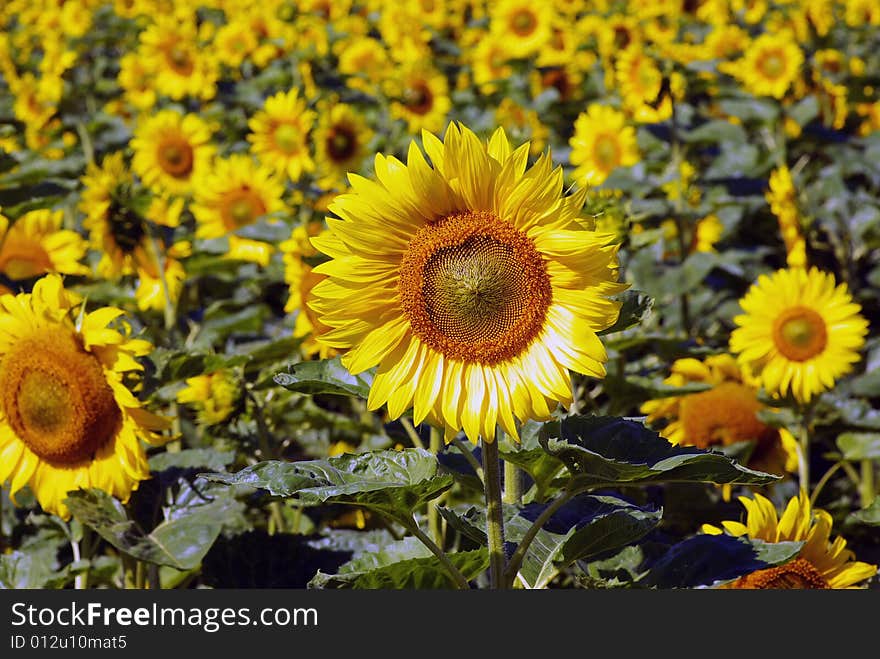 Field of flowers of sunflowers