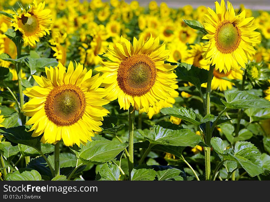 Field of flowers of sunflowers