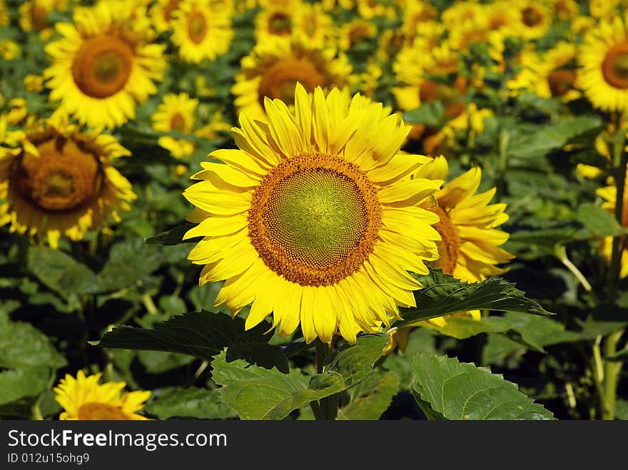 Field of flowers of sunflowers