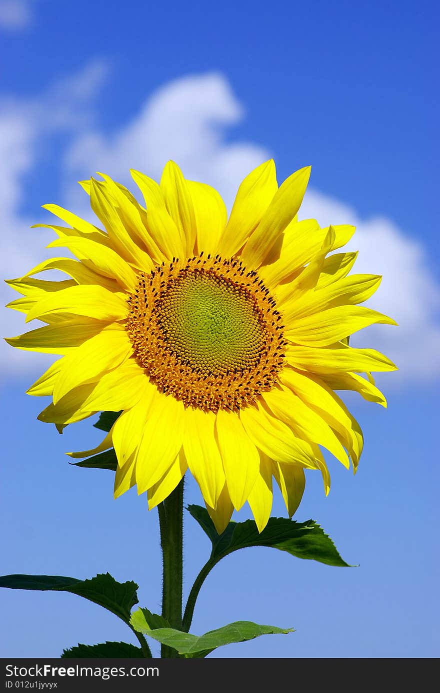 Field of flowers of sunflowers