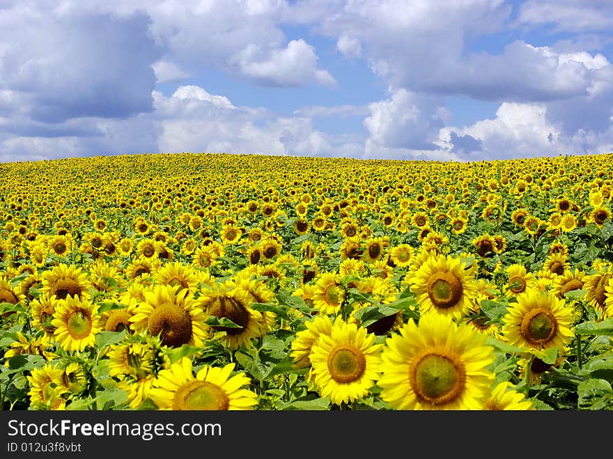 Field of sunflowers on Ukraine