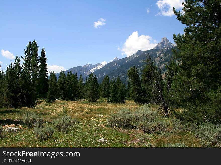 Mountains And Forest